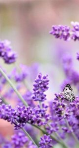 lavanda repelente