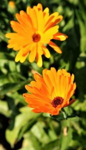 calendula repelente