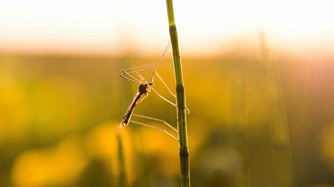 plantas antimosquitos