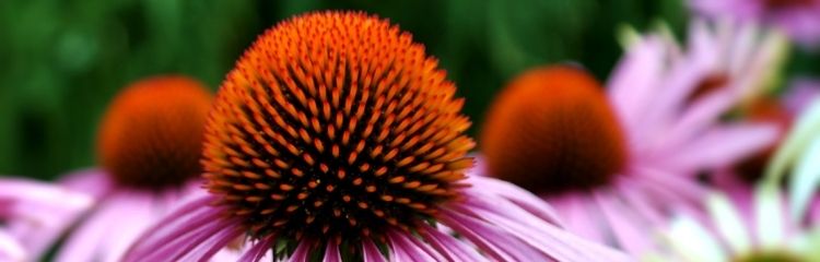 echinacea planta